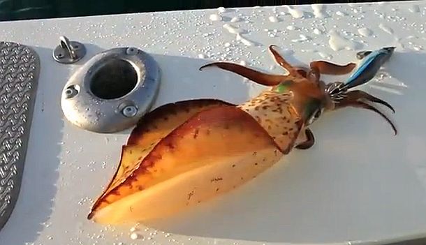 VIDEO: Squid fishing with Gan Craft